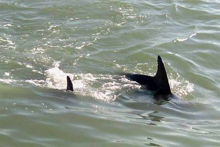 Sharks.jpg